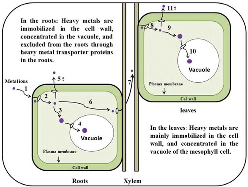 Figure 3. Schematic presentation of the phytoremediation processes by Suaeda salsa (adapted from Rascio and Navari-Izzo, 2010): (1) Metal ions are absorbed at the root surface; (2) Bioavailable metals bind to the cell wall or enter the cytosol; (3) Chelation in the cytosol; (4) The sequestration of metal ions in the vacuole; (5) The metal efflux from the cytosol into the apoplast through heavy metal transporter proteins; (6–7) Roots-to-shoots translocation; (8) Metals bind to the cell wall or enter the cytosol; (9) Chelation in the cytosol; (10) The sequestration of metal ions in the vacuole; (11) The metal efflux from cytosol into the apoplast through heavy metal transporter proteins