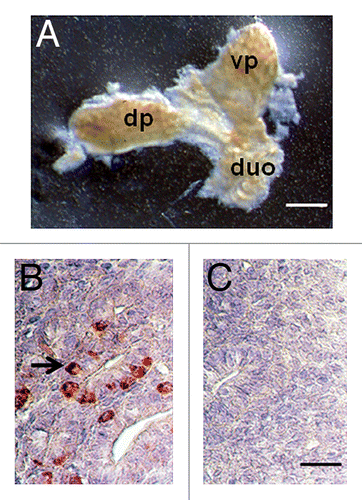 Figure 1. (A) Photograph of a pancreatic primordium freshly dissected from an E28 pig embryo and (B and C) photomicrographs of sections originating from E28 primordia stained using anti-insulin antibodies (B) or control serum (C). dp, dorsal pancreas; vp, ventral pancreas; duo, duodenum. Arrow delineates insulin-positive cells (B). Scale bars 10 um (A) and 1 um (B and C).