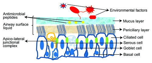 Figure 1. Components of airway tract epithelium. Cilia and airway surface fluid play a major role in mucociliary clearance of inhaled envirmental irritants; apicolateral junctional complex regulates paracellular permeability and prevents paracellular invasion of environmental factors; Antimicrobial peptides in the mucus layer kills inhaled pathogens.