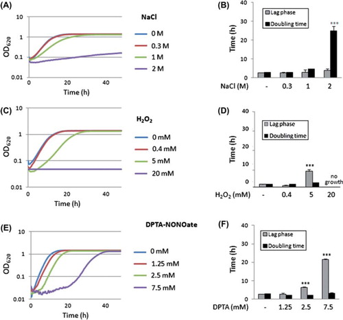 Fig. 3 Dose-dependent effects of osmotic, oxidative and nitrosative stresses upon the growth of Candida albicans in YPDT at 30°C. The lengths of the lag phase and the doubling time were determined mathematically from growth curves as described in Materials and Methods. (A) Effects of NaCl upon growth. (B) Effects of NaCl upon the length of the lag phase and the doubling time. (C) Effects of H2O2 upon growth. (D) Effects of H2O2 upon the length of the lag phase and the doubling time. (E) Effects of DPTA-NONOate upon growth. (F) Effects of DPTA-NONOate upon the length of the lag phase and the doubling time. Values were compared to the no stress controls and significant increases highlighted: *P ≤ 0.05; **P ≤ 0.01; ***P ≤ 0.001. This Figure is reproduced in color in the online version of Medical Mycology.