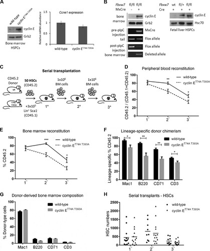 FIG 1 Cyclin ET74A T393A HSCs are defective for multilineage reconstitution but not long-term self-renewal. (A) Left, bone marrow cells from wild-type or cyclin ET74A T393A mice were enriched for HSPCs by immunomagnetic separation based on lineage-negative CD150+ surface marker expression. Western blot analyses of cyclin E abundance are shown. Right, transcript abundances of Ccne1 in primary bone marrow HSPCs were compared using quantitative RT-PCR. Error bars indicate standard deviations with two biological replicates. (B) Left, bone marrow cells from poly(I) · poly(C)-treated Mx1-cre− Fbxw7fl/fl and Mx1-cre+ Fbxw7fl/fl mice were harvested for Western blot analyses. Cyclin E protein abundances in bone marrow extracts were analyzed using affinity-purified anti-cyclin E antibody, with anti-Grb2 antibody as the loading control. Loss of the floxed band in bone marrow and excision of the deleted allele were confirmed by PCR. Right, E14.5 fetal liver cells from wild-type, Fbxw7fl/+, or Fbxw7fl/fl mice were lineage depleted, followed by transduction with Cre recombinase. Immunoblot analyses of cyclin E abundance in Cre-expressing fetal liver extracts are shown. (C) Schematic of serial adoptive transfer assays is shown. Donor (CD45.2) HSCs of the indicated genotypes were isolated based on criteria listed in Table 1 and transplanted into irradiated (11 Gy) CD45.1 recipients, along with Lin+ Sca1− CD45.1 cells for short-term hematopoietic support. Recipient mice were monitored for 3 months, after which unfractionated bone marrow cells were prepared from primary recipients and injected into irradiated wild-type mice. This process was reiterated after 3 months. Symbols (1°, 2°, 3°) denote primary, secondary, and tertiary transplants, respectively. (D and E) Peripheral blood and total bone marrow cell donor chimerisms were calculated as shown in y axes at 3 months after each round of transplantation (n = 9 to 14 recipients per group). (F and G) Lineage-specific donor chimerism and bone marrow composition of donor-derived cells following secondary transplantation are shown. (H) Absolute numbers of donor-derived HSCs were enumerated in individual recipient mice 3 months after each round of transplantation. (D to G) Error bars display standard errors. *, P < 0.05; **, P < 0.005; ***, P < 0.0001, using Student's t test.