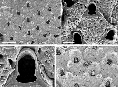 Figure 30. Hagiosynodos latus. (a) Colony. (b) Autozooid. (c) Close up of the orifice. (d) Maternal zooids with ovicells. Scales: (a) 500 µm; (b) 100 µm; (c) 50 µm; (d) 200 µm.