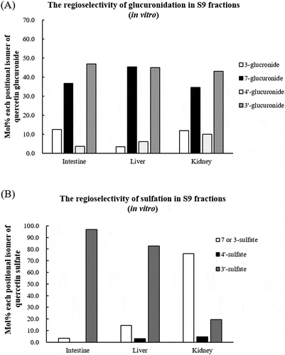 Figure 9. Proportion of each positional isomer of quercetin glucuronide (a) and quercetin sulfate (b) in the S9 protein in intestine, liver and kidney. Quercetin aglycone (50 μmol/L) was incubated with S9 homogenate in small intestine, liver, and kidney with UDPGA (a) and PAPS (b) at 37°C for 60 min. The reaction was terminated with ice-cold methanol, centrifuged at 9000 g for 5 min., and supernatant was analyzed with LC/MS/MS. Values are represented as average of duplicated experiments.