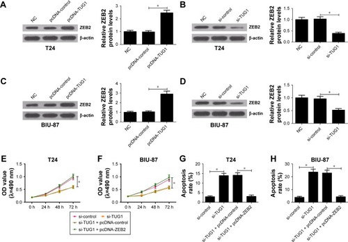 Figure 4 ZEB2 overexpression reversed effects of TUG1 knockdown on proliferation and apoptosis of bladder cancer cells.