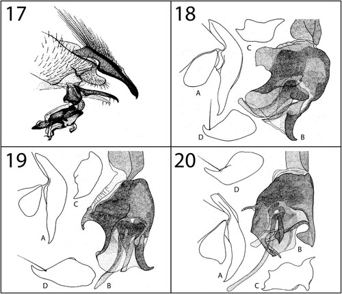 Figures 17–20. Genitalia. 17, Beziella (Palaeobrasia) kadeisi (Salem, Citation1938), lateral view (after Salem Citation1940, p. 3, fig. 11). 18, Erwinlindneria (s. str.) furcoides (Zumpt, Citation1967): A, cerci and surstyli, lateral view; B, distiphallus, lateral view; C, pregonite, lateral view; D, postgonite, lateral view (after Lehrer Citation2003b, p. 190, fig. 71). 19, Erwinlindneria (s. str.) lindneriana (Zumpt, Citation1954): A, cerci and surstyli, lateral view; B, distiphallus, lateral view; C, pregonite, lateral view; D, postgonite, lateral view (after Lehrer Citation2003b, p. 190, fig. 71). 20, Erwinlindneria (Fanzidella) furcadorsalis (Rohdendorf, Citation1931): A, cerci and surstyli, lateral view; B, distiphallus, lateral view; C, pregonite, lateral view; D, postgonite, lateral view (after Lehrer Citation2003b, p. 203, fig. 73).