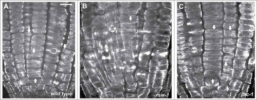 Figure 2. CLSM sections after α-tubulin immunostaining, as described in ref. 10, through the meristematic zone of wild-type (A) and rsw1 roots kept for 24 h at 31°C (B), or prc1 roots at 22°C (C). Cortical microtubules are transverse (arrows) in interphase meristematic cells. Scale bar: 20 μm.