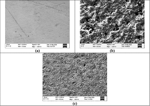 Figure 13. SEM images of dual phase AISI1040 F-B steel (a) Polished surface (b) In 0.5 M H2SO4 (c) In 0.5 M H2SO4 and 5.0 g/L pectin