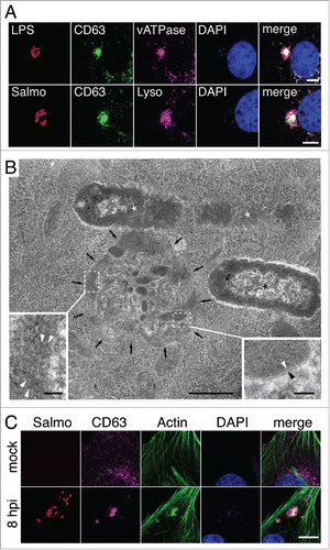 Figure 2. The LGP+ aggregates induced by S. Typhimurium in fibroblasts share characteristics with SIF. (A) Confocal microscopy sections showing colocalization of LGP+ aggregates (green) with vacuolar (v)ATPase and LysoTracker Deep Red (magenta). Bacteria were identified with anti-S. Typhimurium lipopolysaccharide (LPS) antibody or using a strain expressing DsRed (Salmo, red). Scale bar: 5 μm. (B) Electron microscopy of an LGP+ aggregate (black arrows). Insets show the membranous nature of the tubulo-vesicular compartments (right; arrowheads indicate a lipid bilayer) and fibrillar structures inside a membranous compartment (left; arrowheads indicate electron-dense filaments). Asterisks, intracellular bacteria enclosed within SCV. Scale bars: 500 nm (central image), 50 nm (insets). (C) Confocal microscopy showing the presence of polymerized actin in the LGP+-aggregate. Images were obtained at 8 hpi from NRK-49F stably transfected with CD63-GFP and infected with DsRed-expressing S. Typhimurium. Bacteria: Salmo, red; CD63: magenta; actin: green; DAPI: blue. Scale bar: 5 μm.