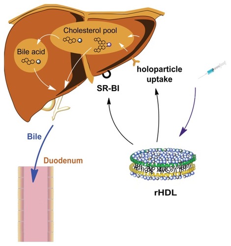 Figure 7 Possible uptake mechanism of Gd-chol-HDL and Gd-(chol)2-HDL nanoparticles. After intravenous injection, discoidal Gd-chol-HDL and Gd-(chol)2-HDL nanoparticles were taken up by the liver through several pathways. The cholesterol-based complexes could be taken up by mediation of SR-BI. In addition, holoparticle uptake by hepatocytes is mediated by the ectopic β-chain of ATP synthase and P2Y13 receptors. Gd-DTPA-cholesterol may be converted into bile acids and retained in the liver for a relatively long period of time. The bile acids are then excreted into bile. However, Gd-DTPA-(cholesterol)2 may not be a suitable substrate for enzymes that catalyze the conversion of cholesterol into bile acid. Thus Gd-DTPA-(cholesterol)2 may be excreted into bile directly via the biliary sterol secretion pathway.Abbreviations: DTPA, diethylenetriamine penta-acetic acid; Gd, gadolinium; chol, cholesterol; MRI, magnetic resonance imaging; HDL, high-density lipoprotein; SR-BI, scavenger receptor class B type I.