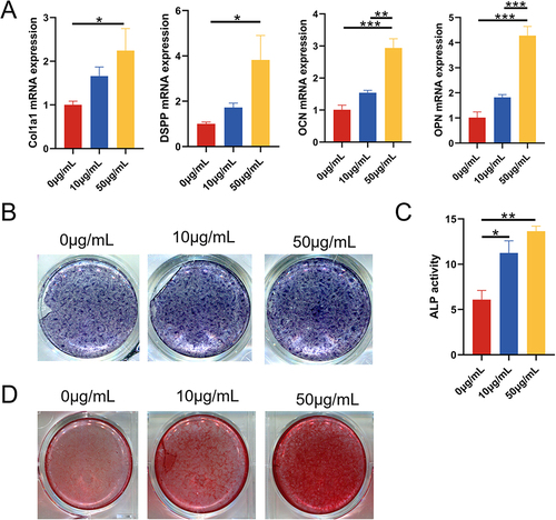 Figure 3 The effect of DPSC-EXO on the osteogenesis of PDLSCs. (A) qRT‒PCR showed that the expression of Col1a1, DSPP, OCN, and OPN was significantly increased with increasing exosome concentration. (B) ALP staining showed that the expression of alkaline phosphatase increased significantly with increasing exosome concentration. (C) ALP quantitative analysis. (D) Alizarin red staining showed that calcium deposition increased significantly with increasing exosome concentration. (*p<0.05, **p<0.01, ***p<0.001, n=3).