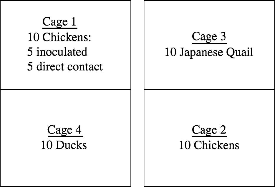Figure 1.  Sideview diagram of the experimental layout. The birds were sampled and handled in numerical order of Cage 1, Cage 2, Cage 3 and Cage 4, every day for 16 days.