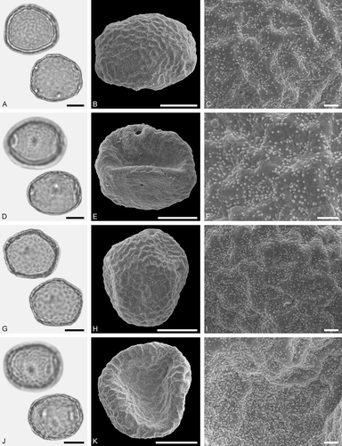 Figure 19. LM (A, D, G, J) and SEM (B, C, E, F, H, I, K, L) micrographs of dispersed fossil Ulmaceae pollen. A–F. Ulmus sp. 1, same grain with six pori, distal side of grain (B, C), and proximal side of grain (E, F). G–L. Ulmus sp. 1, same grain with five pori, distal side of grain (B, C), and proximal side of grain (E, F). Scale bars – 10 µm (A, B, D, E, G, H, J, K), 1 µm (C, F, I, L).