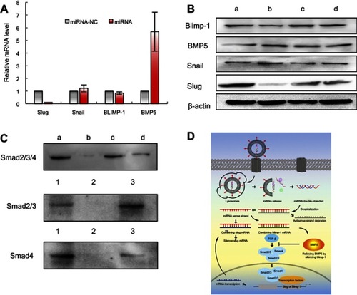 Figure 3 Functional miRNA liposomes enabling to silence Slug gene and suppressing TGF-β1-Smad signaling pathway in TNBC cells. (A) The relative mRNA levels of transcription factor Slug, Snail, Blimp-1, and BMP5 in MDA-MB-231 cells after transfection of functional miRNA-NC liposomes and functional miRNA liposomes. The results indicate that functional miRNA liposomes are able to silence Slug and Blimp-1 and to up-regulate BMP5. (B) The protein expressions of Slug, Snail, Blimp-1, and BMP5 after transfections. a, functional miR-NC liposomes; b, functional miRNA liposomes; c, functional miRNA liposomes with TGF-β1/Smad inhibitor; d, functional miRNA liposomes with NF-κB inhibitor. The results show that the functional miRNA liposomes significantly increase BMP5 protein level while reducing Slug and Blimp-1 proteins. Besides, functional miRNA liposomes do not affect the Snail protein level. In contrast, the silencing effect of functional miRNA liposomes on Slug protein is evidently inhibited by TGF-β inhibitor, and the changed BMP5 and Blimp-1 protein levels are recovered to those of negative control. (C) Smad2/3/4 protein complex in MDA-MB-231 cells. 1, input: positive control, lysates of MDA-MB-231 cells; 2, mouse IgG: negative control; 3, protein samples after immunomagnetic bead sorting by Smad2/3 ChIP grade antibodies. a, functional miR-NC liposomes; b, functional miRNA liposomes; c, functional miRNA liposomes with TGF-β1/Smad inhibitor; d, functional miRNA liposomes with NF-κB inhibitor. The results show that Smad2/3/4 complexes exist in un-treated MDA-MB-231 cells while functional miRNA liposomes inhibit the formation of Smad2/3/4 complex. TGF-β inhibitor and NF-κB inhibitor relieve the inhibition caused by functional miRNA liposomes through a phosphorylation of Smad protein. The results demonstrate that the functional miRNA liposomes are able to silence Slug gene and to inhibit TGF-β1/Smad pathway. (D) Illustration for action mechanism of miRNA.