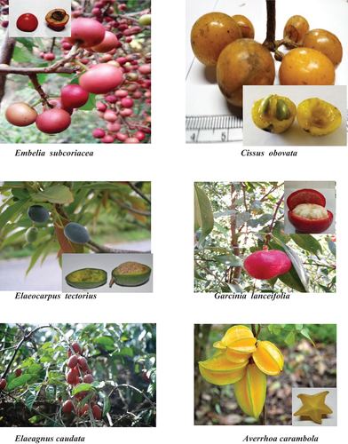 Figure 3. The wild edible fruits collected from Mizoram, Northeast India.