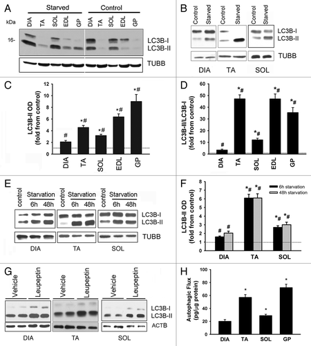 Figure 6. LC3B lipidation and autophagic flux measurements in response to starvation. (A) Representative immunoblots of LC3B protein in DIA, TA, SOL, EDL, and GP muscles of control and acutely (24 h) starved mice. Muscle samples were loaded on the same gel. (B) Representative immunoblots of LC3B protein in DIA, TA, and SOL muscles of control and acutely starved mice. Samples were loaded on separate gels. (C and D) Protein optical densities of LC3B-II and LC3B-II/LC3B-I ratio in DIA, TA, SOL, EDL, and GP muscles of acutely (24 h) starved mice. Values (means ± SEM) are expressed as fold change relative to control group. *P < 0.05, as compared with DIA. #P < 0.05, as compared with control. n = 6 per group. (E) Representative immunoblots of LC3B protein in DIA, TA, and SOL muscles of control mice and mice exposed to 6 h and 48 h of starvation. (F) Protein optical densities of LC3B-II protein in DIA, TA, and SOL muscles obtained from mice exposed to 6 h and 48 h of starvation. Values (means ± SEM) are expressed as fold change relative to control group. n = 4 per group. Symbols are as described above. (G) Representative immunoblots of LC3B in DIA, TA, and SOL muscles of acutely starved mice by vehicle and leupeptin subgroup. Note significant increase in LC3B-II in response to leupeptin. (H) LC3B-II autophagic flux values measured in DIA, TA, SOL, and GP muscles of starved mice in response to leupeptin injection. *P < 0.05, as compared with DIA. n = 6 per group.