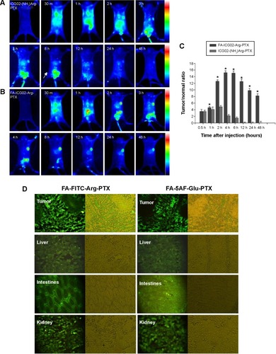 Figure 6 Dynamic behavior and targeting capability of the PTX prodrug formulations in MDA-MB-231 tumor-bearing mice.Notes: (A) Images of the tumor-bearing mice after administration of ICG02-(NH2)Arg-PTX within 48 hours. (B) Images of the tumor-bearing mice after administration of FA-ICG02-Arg-PTX within 48 hours. (C) The T/N ratio in MDA-MB-231 tumor tissues for ICG02-(NH2)Arg-PTX and FA-ICG02-Arg-PTX prodrug formulations. (D) Based on the targeting ability of PTX prodrugs, we euthanized the mice bearing MDA-MB-231 tumor xenografts at 4 hours post-injection of FA-FITC-Arg-PTX or FA-5AF-Glu-PTX and all tissues were immediately excised for sectioning and were visualized by fluorescence microscopy. *Statistical analysis indicated that there was a significant difference in the T/N ratio in the MDA-MB-231 tumor tissues between the two prodrug formulations (P<0.05). The data are shown as the mean ± standard deviation (n=5 per group).Abbreviations: 5AF, 5-aminofluorescein; FA, folic acid; FITC, fluorescein isothiocyanate; PTX, paclitaxel; T/N, tumor-to-normal tissue; h, hour; m, minutes.