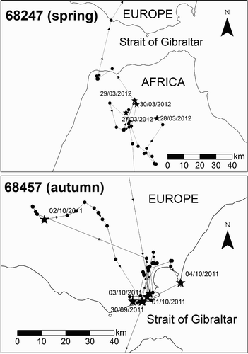 Figure 2. Two representative tracks of Booted Eagles approaching the Strait of Gibraltar in spring (27–31 March 2012; top) and autumn (28 September–4 October 2011; bottom). The upper left number indicates the satellite transmitter number. Each circle on the figure represents an hourly location, with stars indicating those collected at midday and the arrows the flight direction.