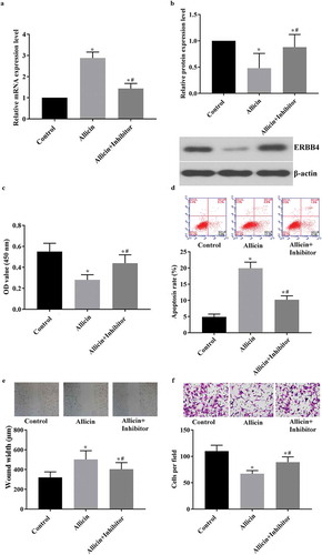 Figure 4. Detection results of viability, apoptosis, migration, and invasion in miR-383-5p-inhibited AGS cells after allicin administration. 3 × 104/well GC cells were transfected with miR-383-5p inhibitor and then treated with 10 µM allicin for 48 h. The cell viability, apoptosis, migration, invasion, and expressions of miR-383-5p and ERBB4 were detected routinely. (a) Results of RT-qPCR detection of miR-383-5p level in HGC27 cells. (b) Results of western blotting detection of ERBB4. (c) Results of BrdU detection in AGS cell line. (d) Results of flow cytometry detection in AGS cell line. (e) Results of scratch detection in AGS cell line. (f) Results of transwell detection in AGS cell line. Control group, parental cells. Allicin group, cells treated with 10 µg/mL allicin for 48 h. Allicin + Inhibitor group, cells were transfected with miR-383-5p inhibitor and then treated with 10 µg/mL allicin for 48 h. “*” represents statistically significant from Control group, P < 0.05. “#” represents statistically significant from Allicin group, P < 0.05.