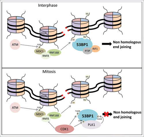 Figure 1. During Interphase DSBs trigger ATM-mediated phosphorylation of H2AX, and subsequent MDC1, RNF8 and RNF168 recruitment. Subsequently, 53BP1 is recruited to chromatin in an ubiquitilation- and methylation-dependent fashion to promote repair through NHEJ. During mitosis, Cdk1 phosphorylates RNF8, and 53BP1 is phosphorylated by Cdk1 and Plk1 to prevent 53BP1 recruitment to sites of DNA damage and block NHEJ repair of DSBs.