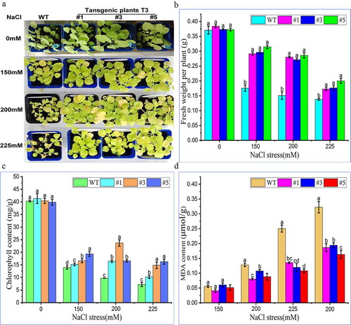 Figure 9. Salt (NaCl) tolerance of tobacco plant overexpressing PtWRKY39 gene. Fig. A Salt (NaCl) tolerance in tobacco plants with overexpression of PtWRKY39 gene. Fig. B Detection and analysis of fresh weight of tobacco plant overexpressing PtWRKY39 gene under Salt (NaCl) stress. Fig. C Analysis of chlorophyll content in tobacco overexpressing PtWRKY39 gene under Salt (NaCl) stress. Fig. D Detection of MDA content in tobacco overexpressing PtWRKY39 gene under salt (NaCl) stress