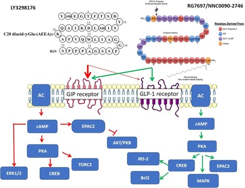 Figure 2 Structure and first steps of molecular signaling through GIPR and GLP1R of GIPR–GLP1R dual agonists of RG7697–NNCOO90-2746Citation40 and LY3298176.Citation39