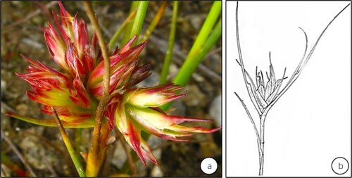 Figure 8. Galls modifying the vegetative shoot buds of Juncus articulatus (Juncaceae) induced by Livia junci distributed in Continental Europe (sensu Epstein Citation2014). Gall development inhibits leaf expansion and the elongation of internodal segments. (Source: Jiří Kameníček: Biolib.cz) (b) A line sketch of the gall (Source: Schmidt and Meyer Citation1966). (No scale bars are indicated by respective authors).