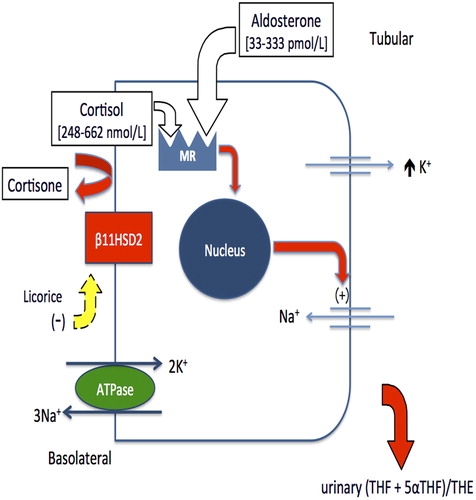 Figure 2. Mechanism of inhibition of 11 β-hydroxysteroid dehydrogenase type 2 by licorice.