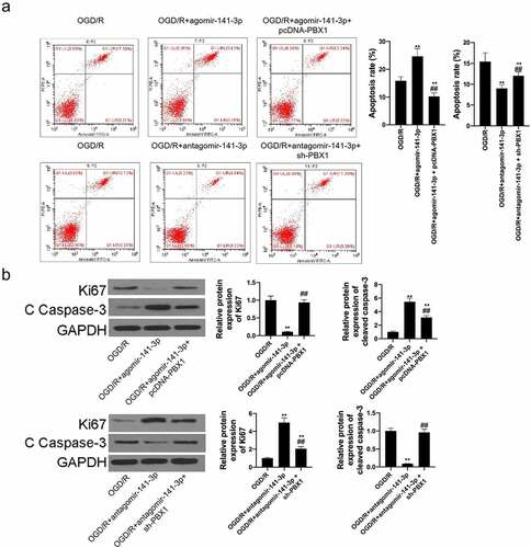 Figure 6. miR-141-3p regulated MCAO-induced brain injury and NSCs apoptosis via targeting PBX1 in vitro.