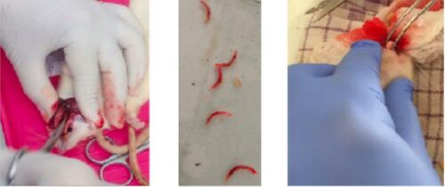 Figure 1 An alveolar bone defect was effected which facilitated the extraction of the mandible anterior teeth animal model.