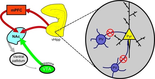 Figure 1 PV-positive interneurons primarily synapse on the axon initial segment of pyramidal neurons of the vHipp (inset).
