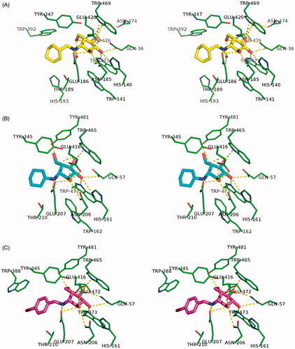 Figure 4. Binding networks between inhibitors and enzyme residues at ≤3.9 Å in the investigated ligand structure complexes. (A) His6-RG-1. (B) His6-SG-2. (C) His6-SG-3.