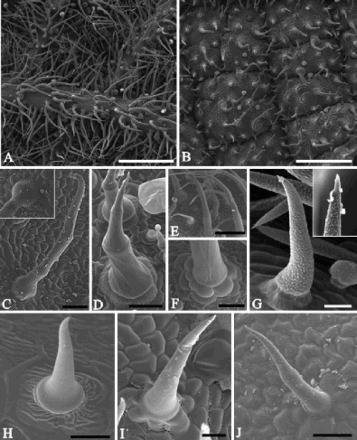 Figure 1. Scanning electron micrographs of the leaf blade in Lamiaceae and Verbenaceae species. A, B, Abaxial and adaxial leaf surfaces, respectively, in Lippia origanoides showing non-glandular trichomes. C–J, Morphological features of the non-glandular trichomes in Verbenaceae and Lamiaceae species. C, Aegiphila verticillata. Detail showing the basal cells. D, Hyptis villosa. E, F, Plectranthus barbatus. G, Lantana camara. Observe accumulations of secretion (detail) on the apical cell. H, Lippia alba. I, Lippia origanoides. J, Stachytarpheta cayennensis. Scale bars: A, B = 500 µm; C, D, F, J = 50 µm; E = 200 µm; G–I = 25 µm.