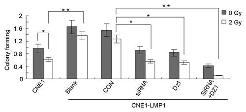 Figure 7. Inhibition of LMP1 and hTERT leads to radiosensitization of LMP1-positive NPC cells. CNE1-LMP1 cells were transfected with hTERT-targeted siRNA or Dz1. After 20 h, these cells were exposed to irradiation and then incubated for 2 weeks before fixation, staining and colony counting. Values are the means ± SD of 3 replicates, *P < 0.05, **P < 0.01 compared with the control.