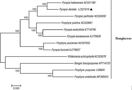 Figure 1. Phylogenetic tree based on 12 complete chloroplast genome sequences of Bangiaceae species. All the sequences were downloaded from NCBI’s GenBank.