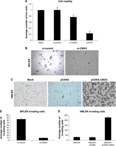 Figure 4 CMAS expression controls invasiveness.