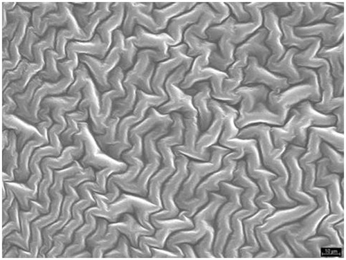 Figure 3. SEM micrographs of chitosan film.