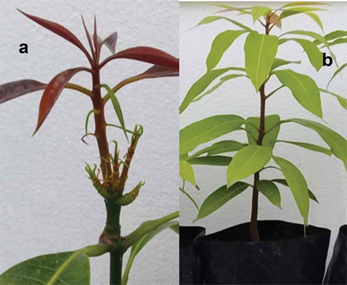 Fig. 3 a, (Colour online) Eruption of multiple shoots (vegetative) in mango plant inoculated with Fusarium neocosmosporiellum. b, Control plant without symptoms