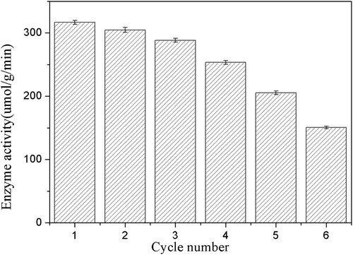 Figure 10. Reusability of immobilized PSL on the enzymatic hydrolysis of ibuprofen ethyl ester. The standard reaction was carried out in a 20 ml round-bottom flask containing 40 mg immobilized PSL, 1 mmol racemic ibuprofen ethyl ester, and 5 mL of 50 mM sodium acetate buffer (pH 7.0). The resulting mixture was shaken at 40°C (180 rpm).