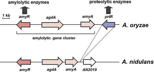 Figure 1. Schematic representation of the genomic region of the amylolytic gene cluster of A. oryzae and A. nidulans.The gene sizes and locations were obtained from the Aspergillus genome database (AspGD; http://www.aspergillusgenome.org/). Arrows represent ORFs, showing transcriptional direction.