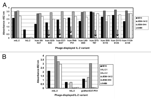 Figure 4. Recognition of IL-2-derived mutated variants by monoclonal antibodies. The antigenicity of IL-2-derived variants with multiple mutations was tested by ELISA. Phages displaying the mutated molecules were rescued at a 96-well scale. Polyvinyl chloride microtiter plates were coated with anti-IL-2 mAbs and the control 9E10 mAb. Diluted phage-containing supernatants (1011 viral particles/mL) were incubated on coated wells. Bound phages were detected with an anti-M13 mAb conjugated to horseradish peroxidase. Phage-displayed wt mouse and human IL-2 were included as positive and negative controls respectively. The presence of the desired replacements, as well as the absence of undesired mutations along the rest of the gene, was confirmed by sequencing. (A) Discrete segments within the phagemid-inserted mIL-2 gene were humanized through Kunkel mutagenesis. Eight non-overlapping segments were modified, while an additional partially humanized variant (*) arose as a mutagenesis artifact. The names of the humanized variants (hum) indicate the limits of the humanized segment in each one. Arrows indicate the lack of specific reactivity of a particular mIL-2 variant with a given antibody. (B) The segment E37-P51 of mIL-2 was grafted on the hIL-2 scaffold to recapitulate the JES6–1A12 mAb epitope. Anti-hIL-2 mAbs (IL-2.1 and IL-2.2) were used to detect the human scaffold displayed on filamentous phages.