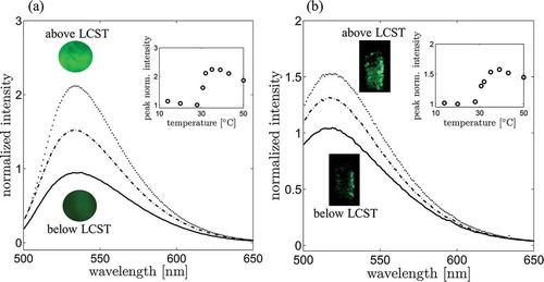 Figure 4. (a) Fluorescence emission of the NBD-AE-co-PNIPAAm polymer as a function of the water temperature. Solid line, dashed-dotted, and dotted lines are emission intensities of the polymer at 28, 31, and 35 °C, respectively. Images displayed in the graphs are obtained by using the optical microscope with a green bandpass filter centered at 530 nm and a blue light excitation source centered at 470 nm. (b) Fluorescence emission of the particles as a function of the water temperature. Solid line, dashed-dotted, and dotted lines are particles’ emission intensities at 28, 31 and 35 °C, respectively. Images of the particles in a glass vial are recorded using the same optical apparatus, which is used in the PIV experiments.