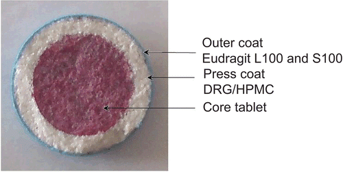 Figure 1.  Photo image of press-coated–enteric-coated core tablet.