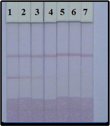 Figure 6. LFIA of detection PZQ in 0.01 M PBS (7.4). PZQ concentration: 1 = 0 ng/mL, 2 = 0.1 ng/mL, 3 = 0.25 ng/mL, 4 = 0.5 ng/mL, 5 = 1 ng/mL, 6 = 2.5 ng/mL, and 7 = 5 ng/mL.