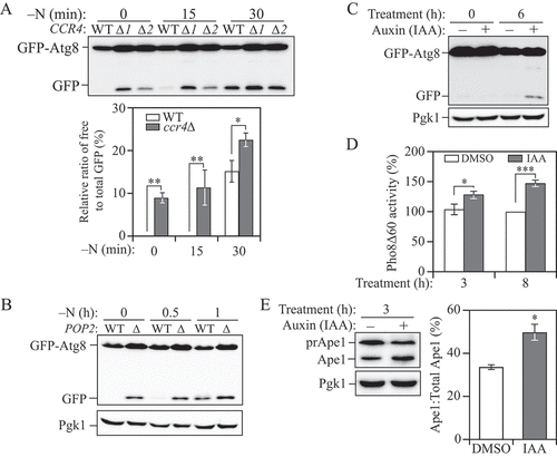 Figure 2. The Ccr4-Not complex acts to downregulate autophagy under basal conditions. (A) WT and different clones of ccr4∆ cells with an integration plasmid expressing CUP1 promoter-driven GFP-ATG8 were grown to mid-log phase in YPD (-N, 0 h) and shifted to SD-N for the indicated times. Autophagy activity was measured using the GFP-Atg8 processing assay. ∆1 and ∆2 indicate two independent deletion colonies. The ratio of free GFP to total GFP (free GFP plus GFP-Atg8) was quantified. Mean ± SEM of n ≥ 3 independent experiments are indicated. Student’s t-test; *p < 0.05, **p < 0.01. (B) WT and pop2∆ cells with an integration plasmid expressing CUP1 promoter-driven GFP-ATG8 were grown to mid-log phase in YPD (-N, 0 h) and shifted to SD-N for the indicated times. Autophagy activity was measured using the GFP-Atg8 processing assay. (C) Ccr4-AID cells expressing a CUP1 promoter-driven GFP-ATG8 plasmid were grown to mid-log phase in YPD, diluted to OD600 = 0.005, treated with either DMSO or 300 μM IAA and grown for an additional 6 h, allowing the cultures reach mid-log phase. Autophagy activity was measured using the GFP-Atg8 processing assay. (D) WT (WLY176, Ccr4-AID) cells were grown to mid-log phase in YPD, diluted, then treated with either DMSO or 300 μM IAA for 3 and 8 h. Autophagy activity was monitored by the Pho8∆60 assay. Pho8∆60 activity was normalized to the sample with 8 h of DMSO treatment (set to 100%). Mean ± SEM of n ≥ 3 independent experiments are indicated. Student’s t-test; *p < 0.05, ***p < 0.001. (E) Ccr4-AID cells were grown to early-log phase (OD600 = 0.1) in YPD for over 15 doublings and treated with either DMSO or 300 μM IAA for 3 h. Autophagy activity was measured with the prApe1 processing assay using anti-Ape1 antiserum. Representative images and quantification of the data are shown. Mean ± SEM, n = 3 independent experiments. Student’s t-test; *p < 0.05.