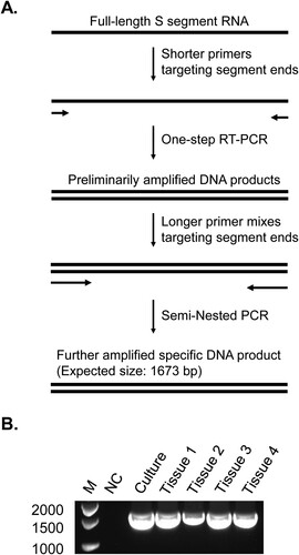 Figure 4. Long-term viral RNA persistence with the presence of full-length S segment in tissues of CCHFV-infected sheep. (A) Diagram (not drawn to scale) of a semi-nested PCR strategy to amplify the full-length CCHFV S segment in sheep tissues from 34 DPI. The primers of the second round PCR all retain the coverage of the extreme ends of the S segment, similarly to those of the first round PCR, but are longer with different 3’ sequences. A mixture of several such primers with various lengths was used to target each end of the template. bp, base pairs. Details of the PCR method including primer sequences are provided in Materials and Methods S1. (B) Agarose gel of PCR products. M, marker for DNA molecular sizes, with base pair numbers labelled on the left. NC, negative control without RNA template. Culture, supernatants of SW-13 cell culture infected with CCHFV. Tissue 1, Sheep 21-01 deep cervical lymph nodes. Tissue 2, Sheep 21-02 inguinal lymph nodes. Tissue 3, Sheep 21-03 inguinal lymph nodes. Tissue 4, Sheep 21-03 gastrohepatic lymph nodes. The bands were purified and sequenced and full-length S segment sequences were confirmed (Figure S6).