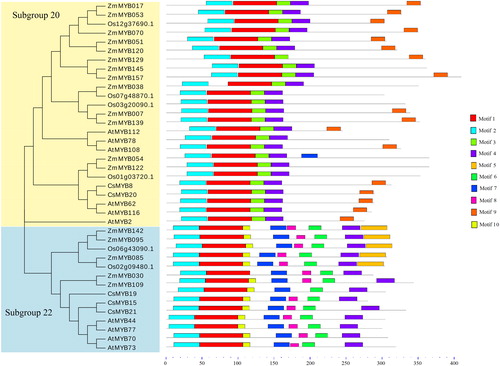 Figure 3. Phylogenetic tree and conserved motif analysis of R2R3 MYB protein from tea plant (C. sinensis), Arabidopsis (A. thaliana), rice (O. sativa), and maize (Z. mays).