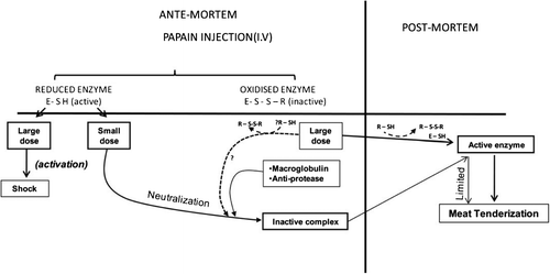 Figure 2. Schematic diagram for the effect of papain in either active or inactive form in ante-mortem and post-mortem conditions (Bekhit et al., Citation2014; Dransfield & Etherington, Citation1981).