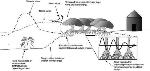 Figure 2. Direct and indirect mechanisms of coastal protection from tsunamis and hurricanes (adapted from Massel et al. Citation1999; Cochard et al. Citation2008; Gedan et al. Citation2011; Gelfenbaum et al. Citation2011; Das & Crépin Citation2013).