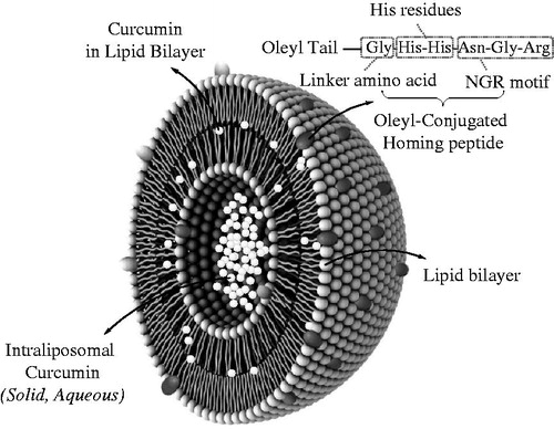 Figure 1. A schematic illustration of the Oleyl-GHHNGR.