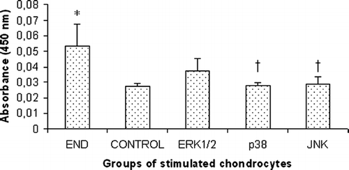 Figure 5 The influence of specific MAPK inhibitors on IL-1β protein levels during β-END incubation in cultured articular chondrocytes. All incubations with β-END were performed for 1 h and at a concentration of 6000 ng/ml. The pre-incubations with specific MAPK inhibitors were done for 1 h using 20 μ M PD98059 (ERK1/2 inhibitor), 10 μ M SB203580 (p38 inhibitor), and 100 μ M SP600125 (JNK inhibitor). The group marked as END stands for β-END incubated group, while CONTROL represents untreated group. ERK1/2, p38, and JNK identify the groups that were pre-incubated with respective specific inhibitor for 1 h, and then stimulated with β-END for 1 h. The results were expressed as triplicates of three independent experiments (mean ± SEM), i.e., chondrocytes derived from three different patients (n = 9). *p < 0.05 vs. CONTROL, †p < 0.05 vs. END.